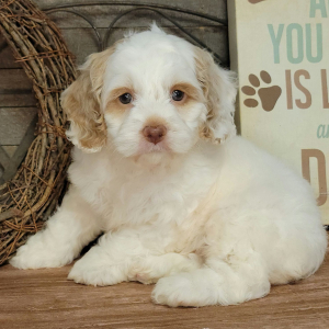 Cockapoo Puppy Clyde
