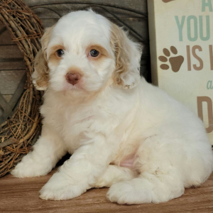 Cockapoo Puppy Clyde