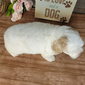 Cockapoo Puppy Clyde