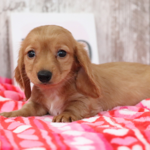Dachshund Puppy Kristen