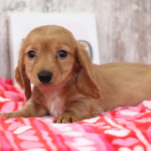 Dachshund Puppy Kristen