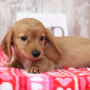 Dachshund Puppy Kristen