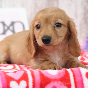 Dachshund Puppy Kristen
