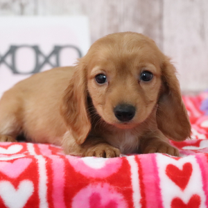 Dachshund Puppy Kristen