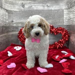 Poodle Puppy Alex
