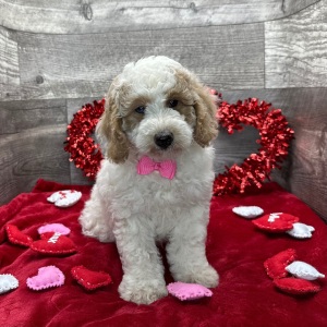 Poodle Puppy Alex
