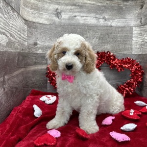 Poodle Puppy Alex
