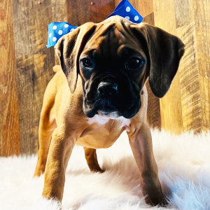Boxer Puppy Savannah