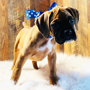 Boxer Puppy Savannah
