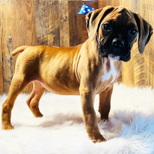 Boxer Puppy Savannah