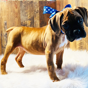 Boxer Puppy Savannah