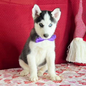Siberian Husky Puppy Kade