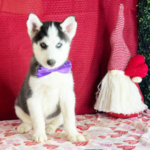 Siberian Husky Puppy Kade