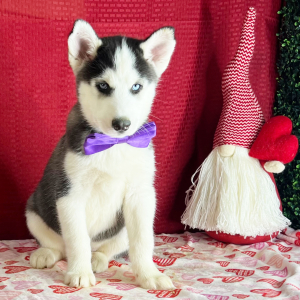 Siberian Husky Puppy Kade