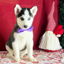 Siberian Husky Puppy Kade