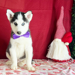 Siberian Husky Puppy Kade