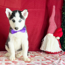 Siberian Husky Puppy Kade