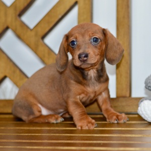 Dachshund Puppy Brooks
