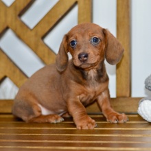 Dachshund Puppy Brooks