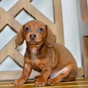 Dachshund Puppy Brooks