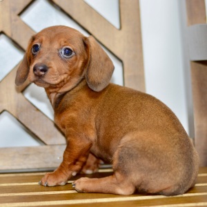 Dachshund Puppy Brooks