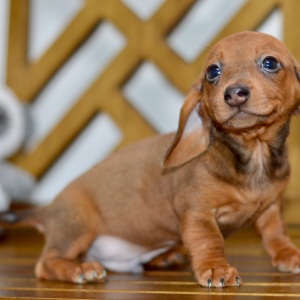 Dachshund Puppy Brooks