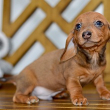 Dachshund Puppy Brooks