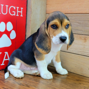 Beagle Puppy Max