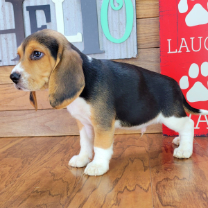 Beagle Puppy Max