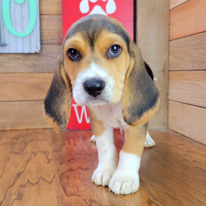 Beagle Puppy Max