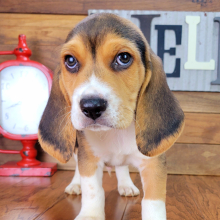 Beagle Puppy Max