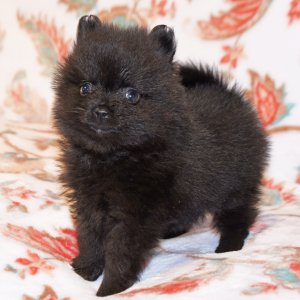 Pomeranian Puppy Cruz