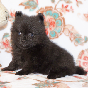 Pomeranian Puppy Cruz