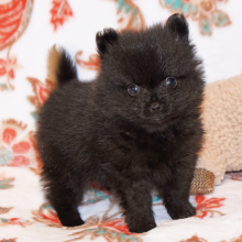 Pomeranian Puppy Cruz