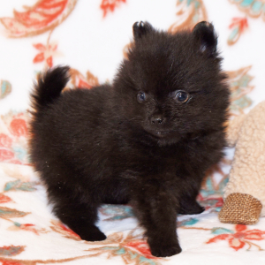 Pomeranian Puppy Cruz