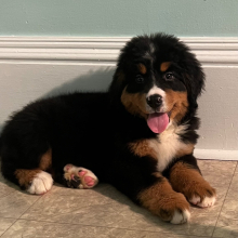 Bernese Mountain Dog Puppy Bella