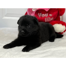 German Shepherd Dog Puppy Nova