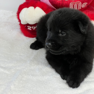 German Shepherd Dog Puppy Nova