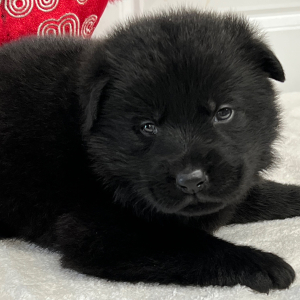 German Shepherd Dog Puppy Nova