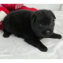 German Shepherd Dog Puppy Nova