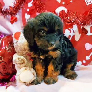 Cavapoo Puppy Princess