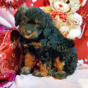 Cavapoo Puppy Princess