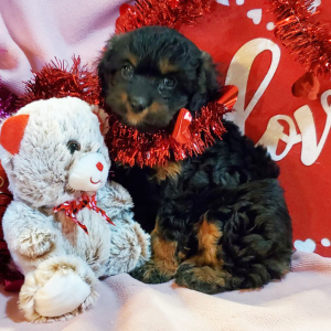 Cavapoo Puppy Princess
