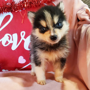 Pomsky Puppy Copper