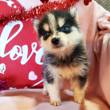 Pomsky Puppy Copper