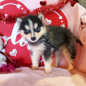 Pomsky Puppy Copper
