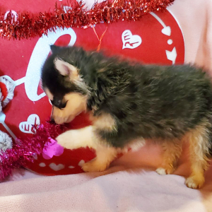 Pomsky Puppy Copper