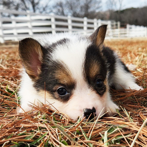 Pembroke Welsh Corgi Puppy Mitsy
