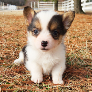 Pembroke Welsh Corgi Puppy Mitsy