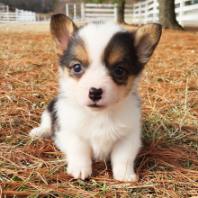 Pembroke Welsh Corgi Puppy Mitsy